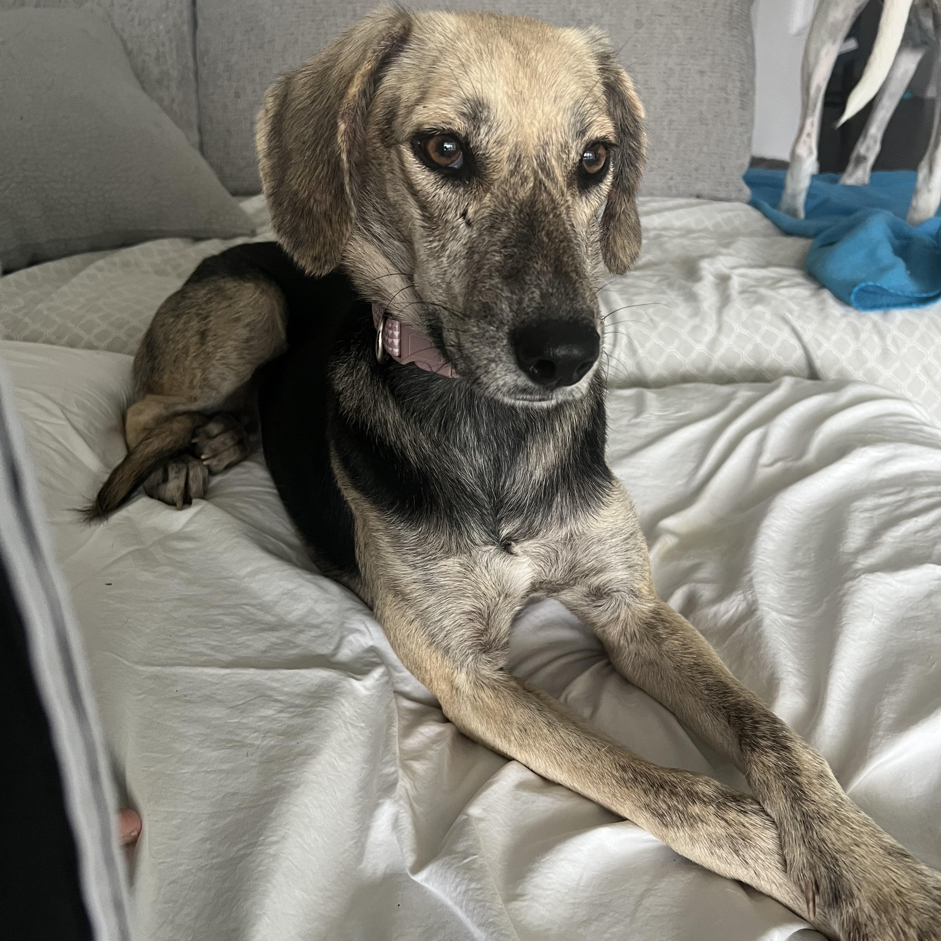 Callie, a Adoptable mixed breed in Calabash, NC image 2/6