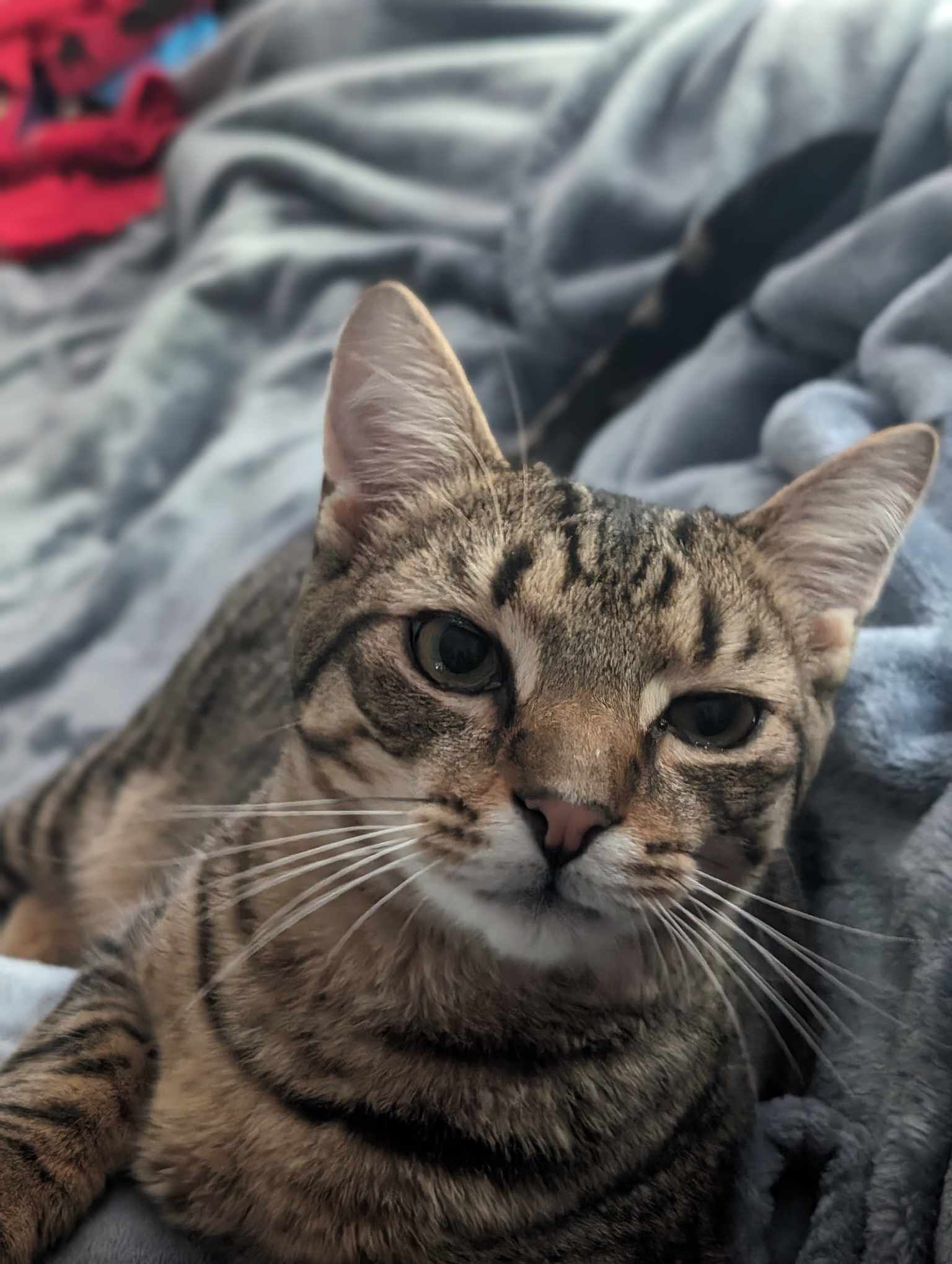 Duke, Adult Male Domestic Short Hair