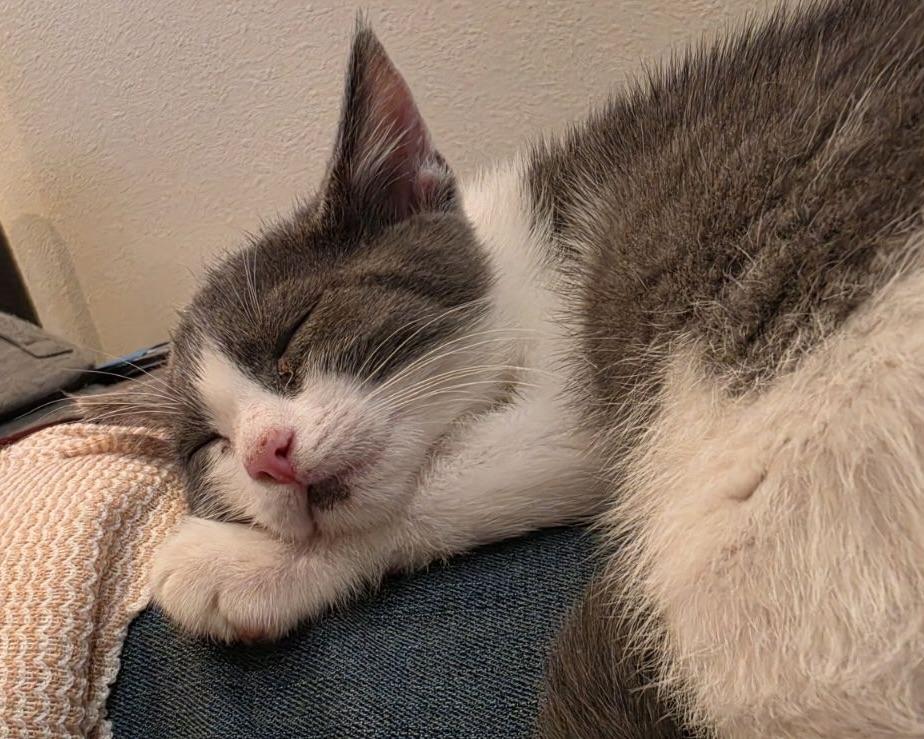 Spice, Adoptable, Kitten Female Domestic Short Hair.