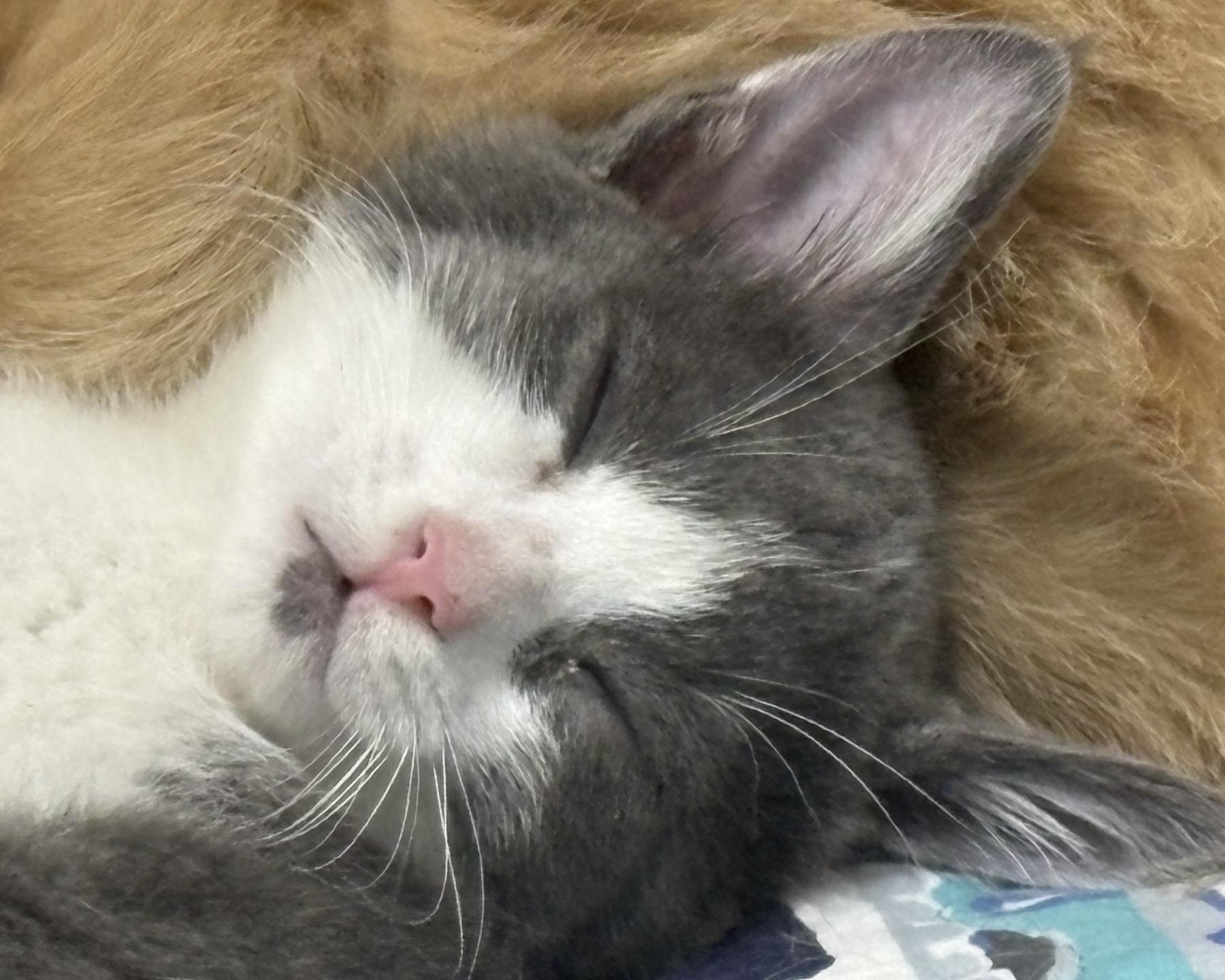 Enlarge Spice, a Adoptable Domestic Short Hair in San Francisco, CA image 2/3