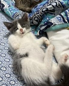 Enlarge Spice, a Adoptable Domestic Short Hair in San Francisco, CA image 3/3