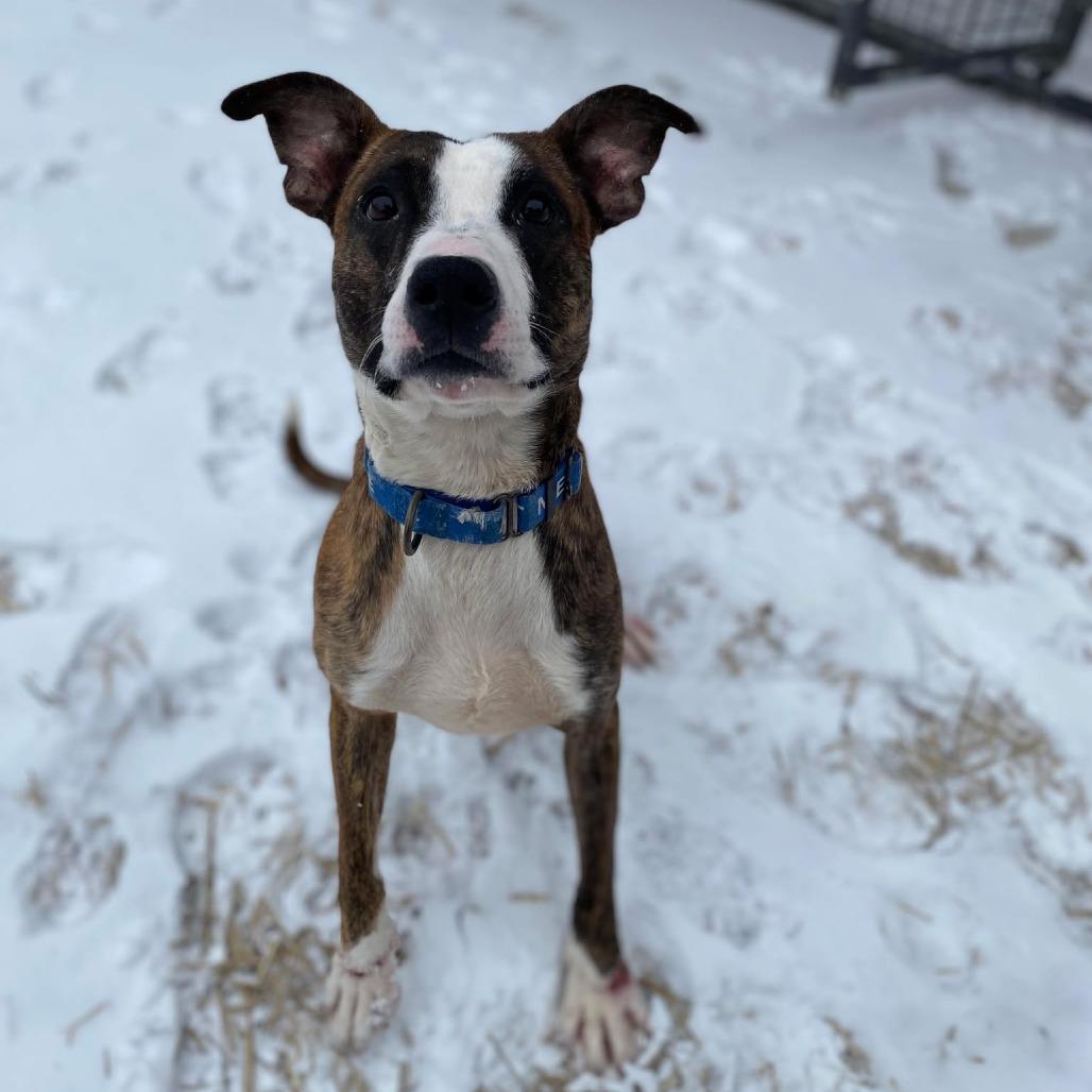 Neo, Adoptable, Young Male Pit Bull Terrier & American Staffordshire Terrier.