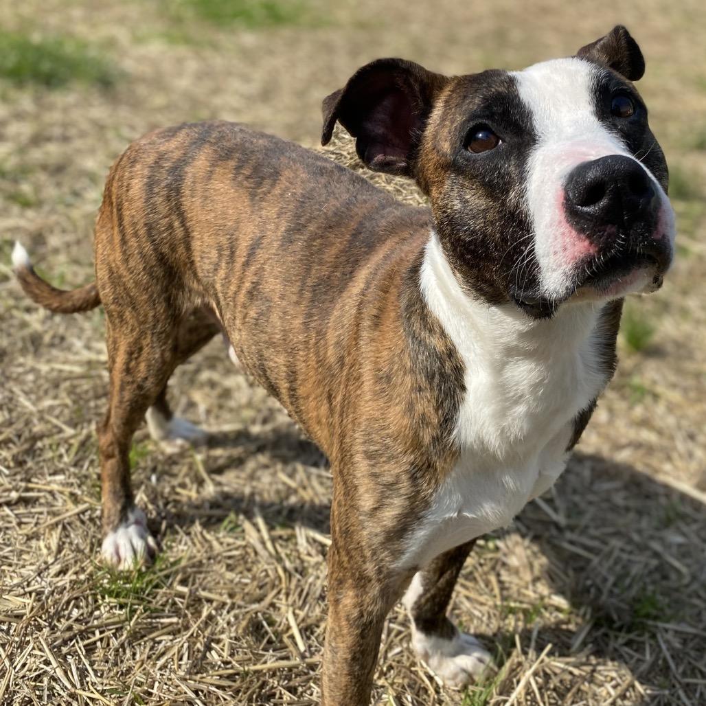 Enlarge Neo, a Adoptable mixed breed in Caryville, TN image 2/5