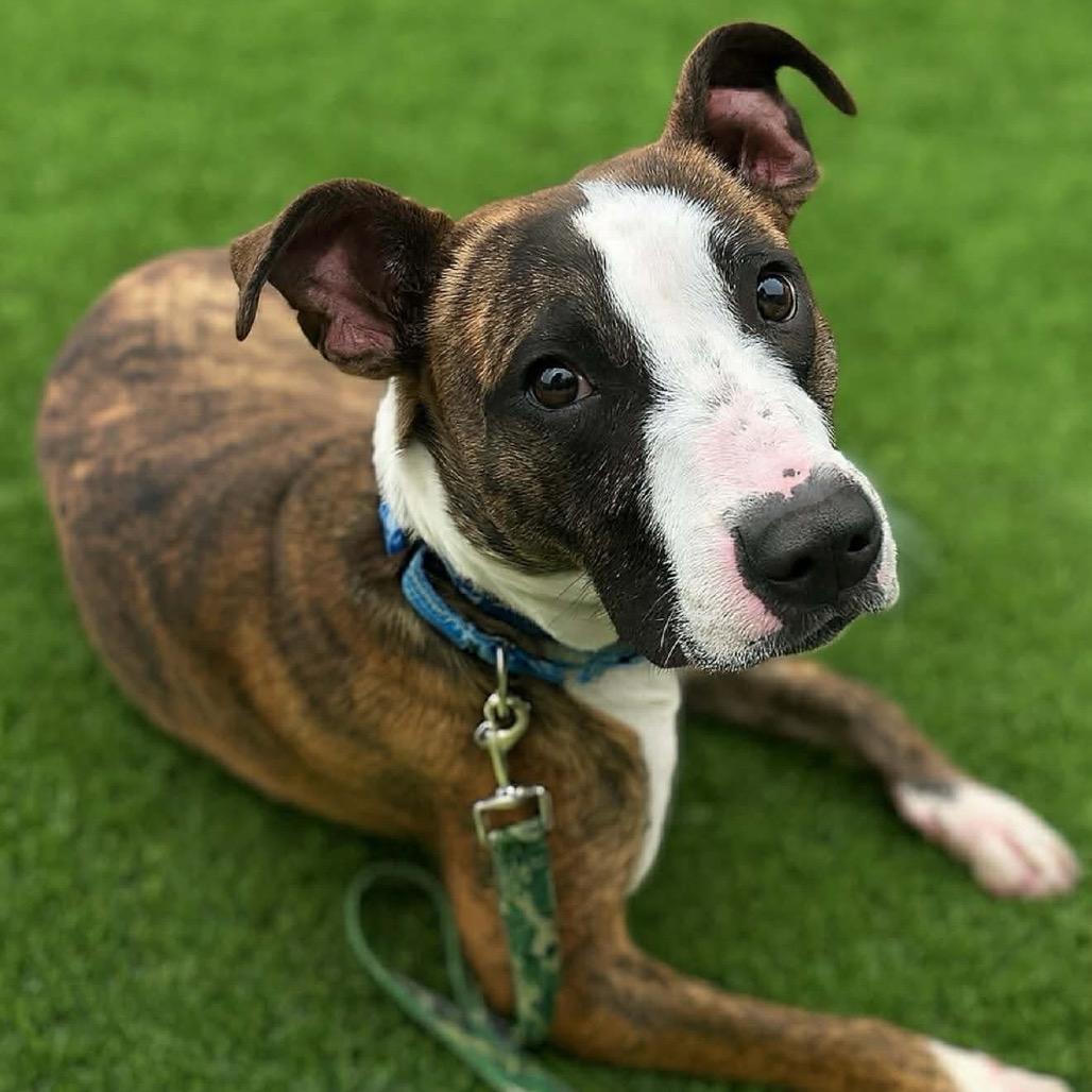 Enlarge Neo, a Adoptable mixed breed in Caryville, TN image 3/5