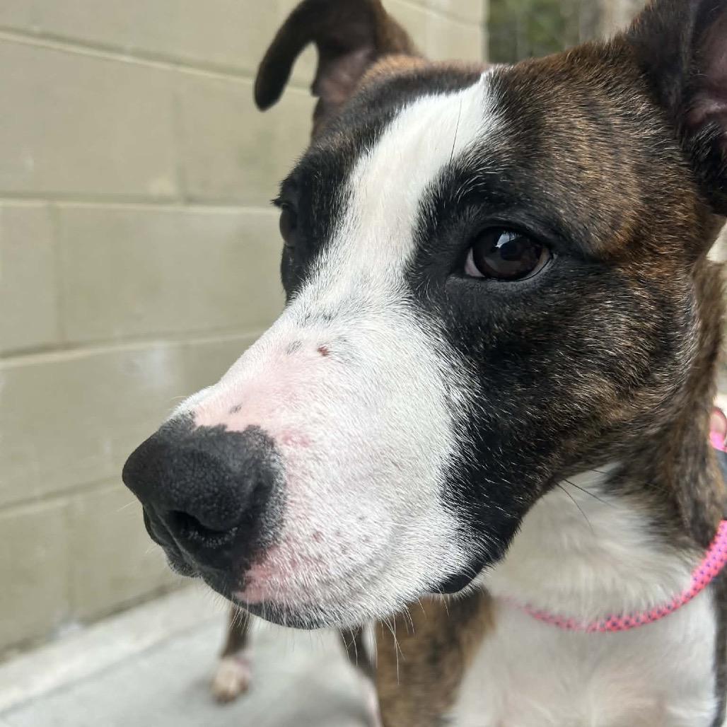 Enlarge Neo, a Adoptable mixed breed in Caryville, TN image 5/5