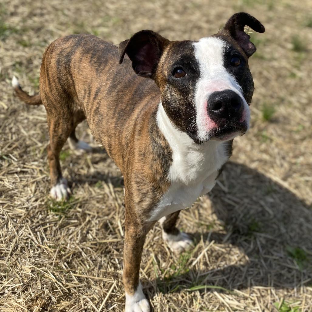 Enlarge Neo, a Adoptable mixed breed in Caryville, TN image 4/5