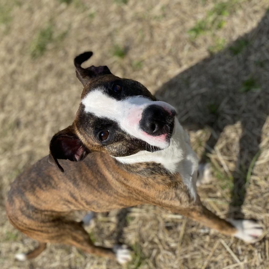 Enlarge Neo, a Adoptable mixed breed in Caryville, TN image 5/5