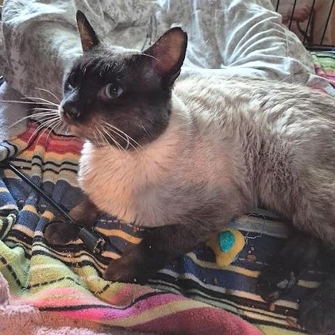 Enlarge Leafeon, a ADOPTABLE Siamese in Salt Lake City, UT image 1/3