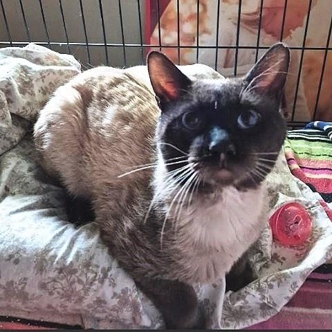 Enlarge Leafeon, a ADOPTABLE Siamese in Salt Lake City, UT image 2/3