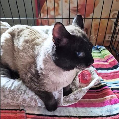 Enlarge Leafeon, a ADOPTABLE Siamese in Salt Lake City, UT image 3/3