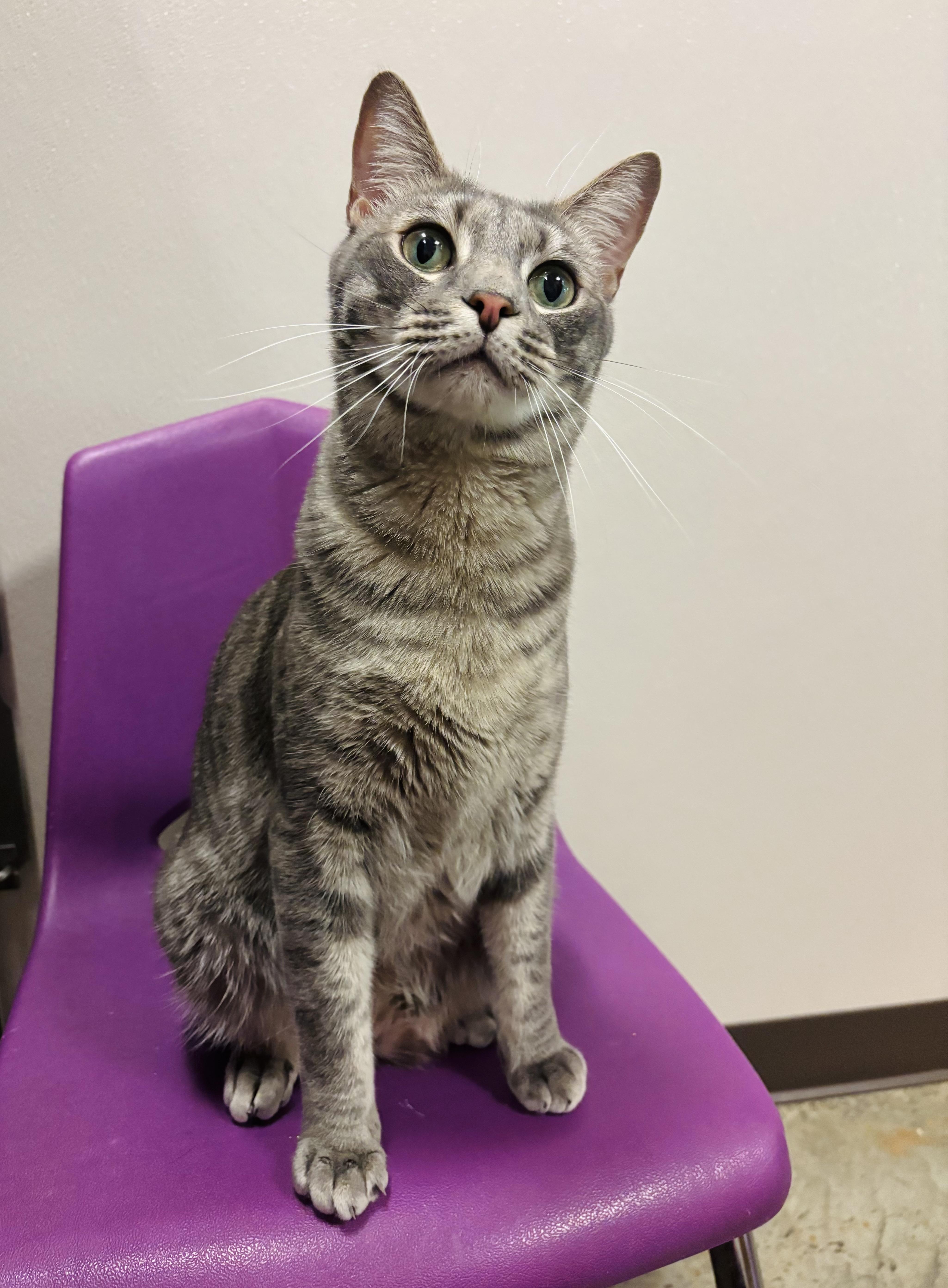 Fudge, Adult Male Domestic Short Hair