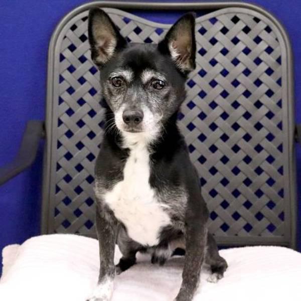 Enlarge Socks, a Adoptable mixed breed in Midland, TX image 2/2