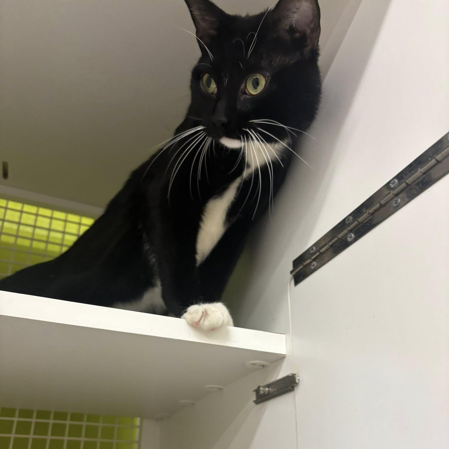 Enlarge Old Spice, a ADOPTABLE American Shorthair in Lincoln Park, NJ image 3/3