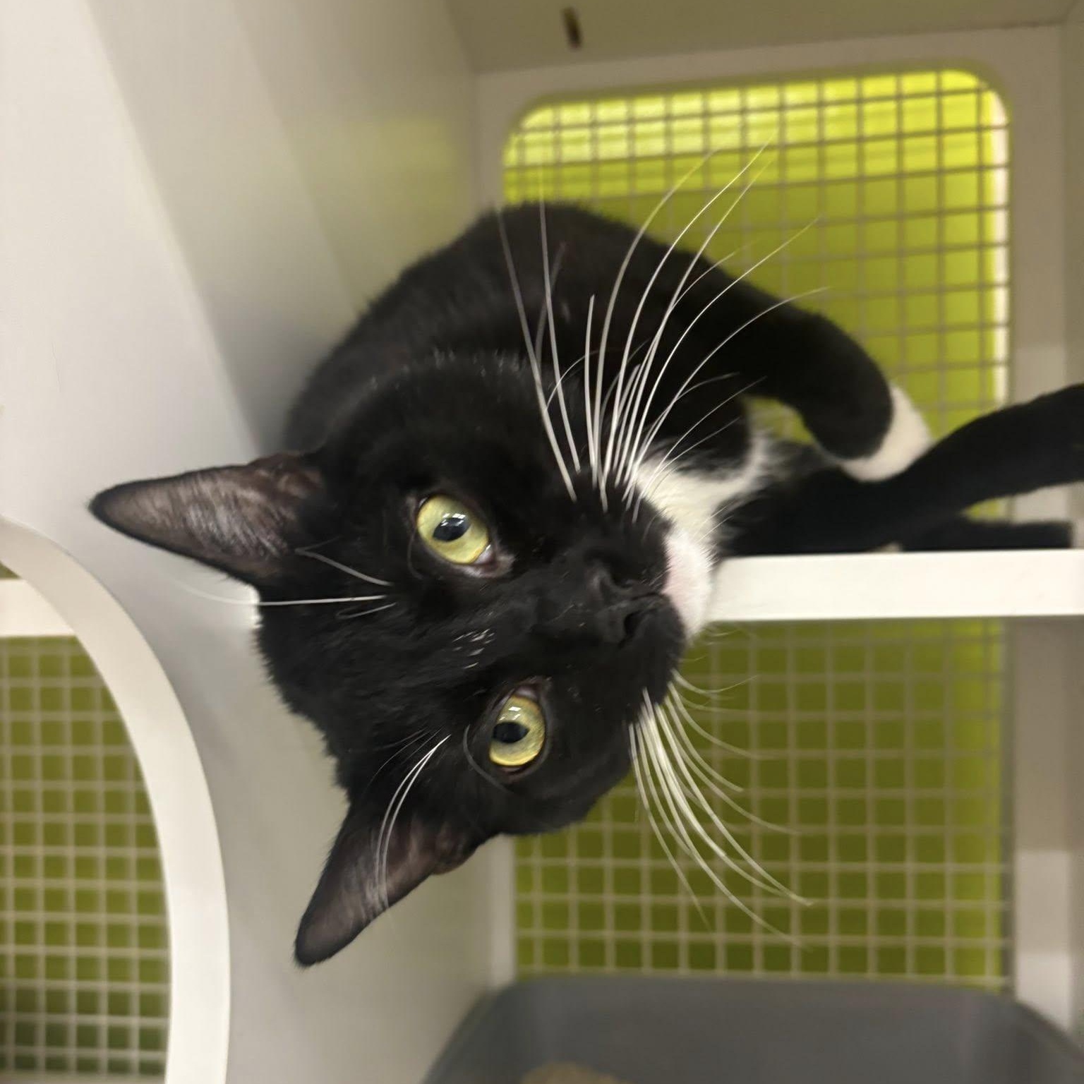 Enlarge Old Spice, a ADOPTABLE American Shorthair in Lincoln Park, NJ image 2/3