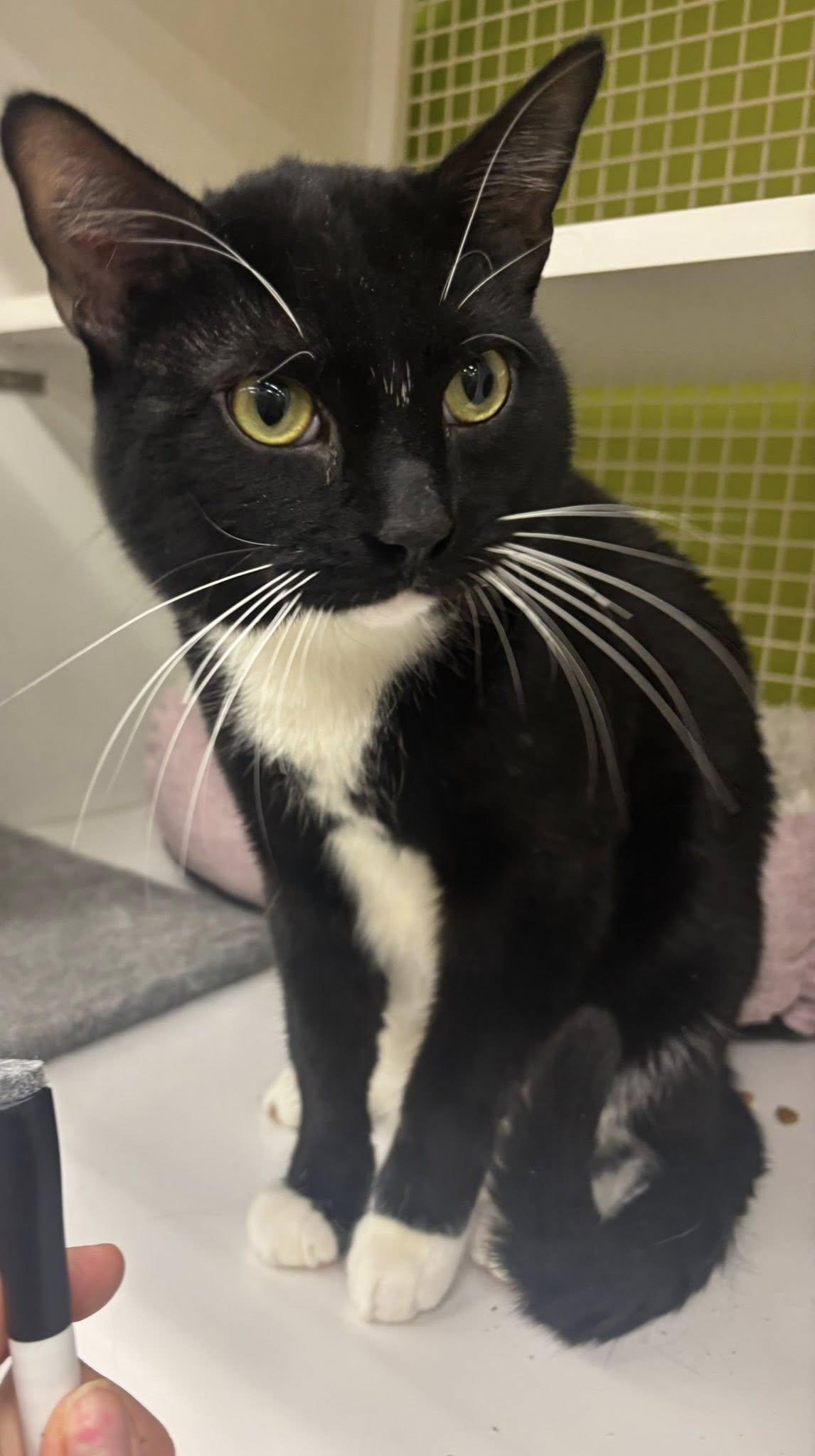 Enlarge Old Spice, a ADOPTABLE American Shorthair in Lincoln Park, NJ image 1/3