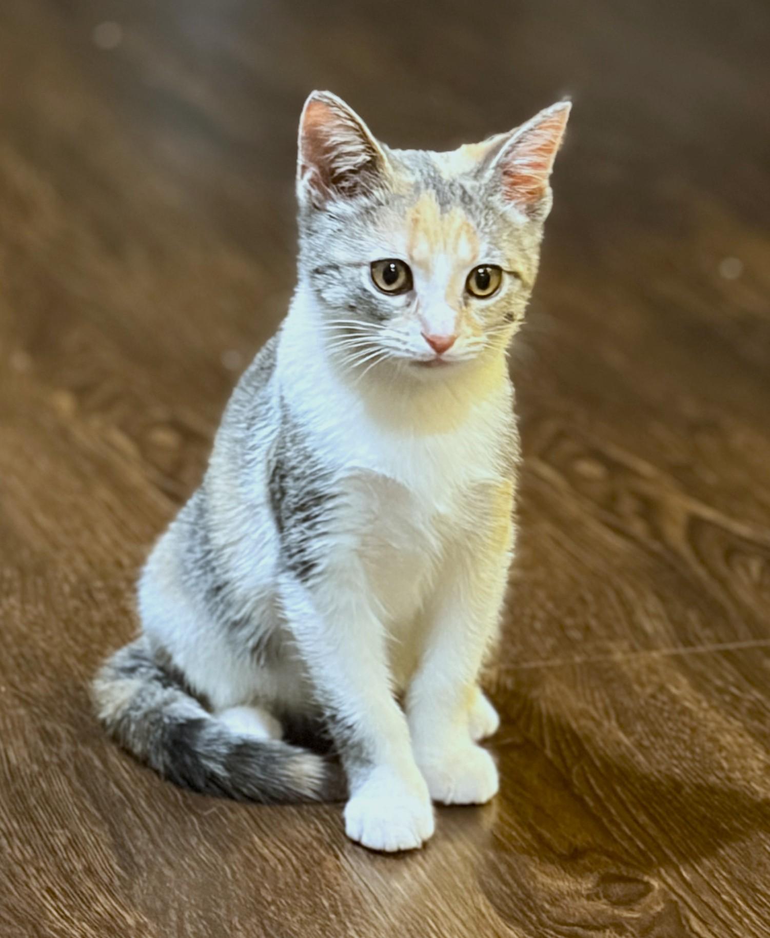 Enlarge Arsinoe, a Adopted Dilute Calico in New Albany, OH image 2/3
