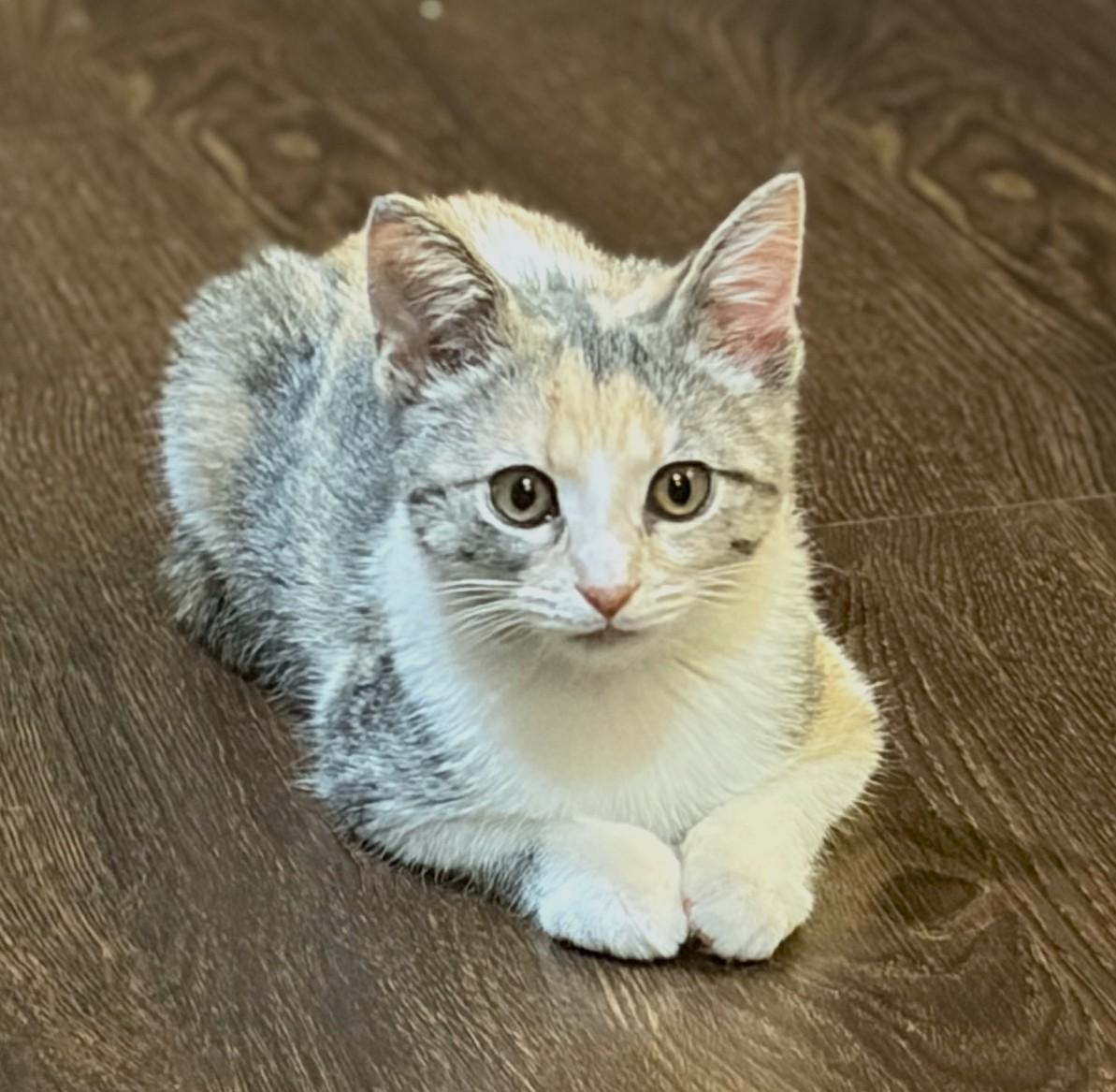 Enlarge Arsinoe, a Adopted Dilute Calico in New Albany, OH image 3/3