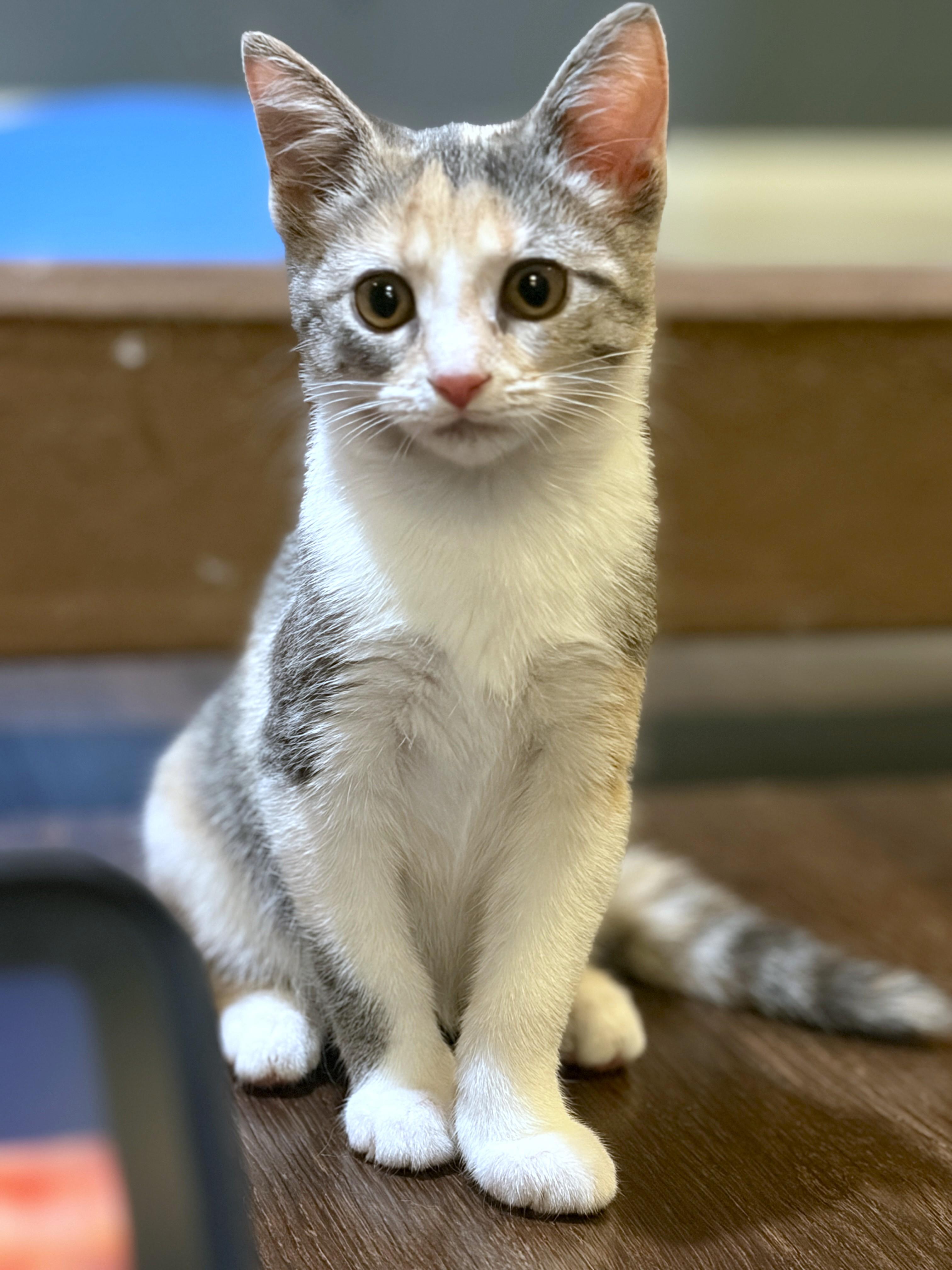 Enlarge Arsinoe, a Adopted Dilute Calico in New Albany, OH image 1/3