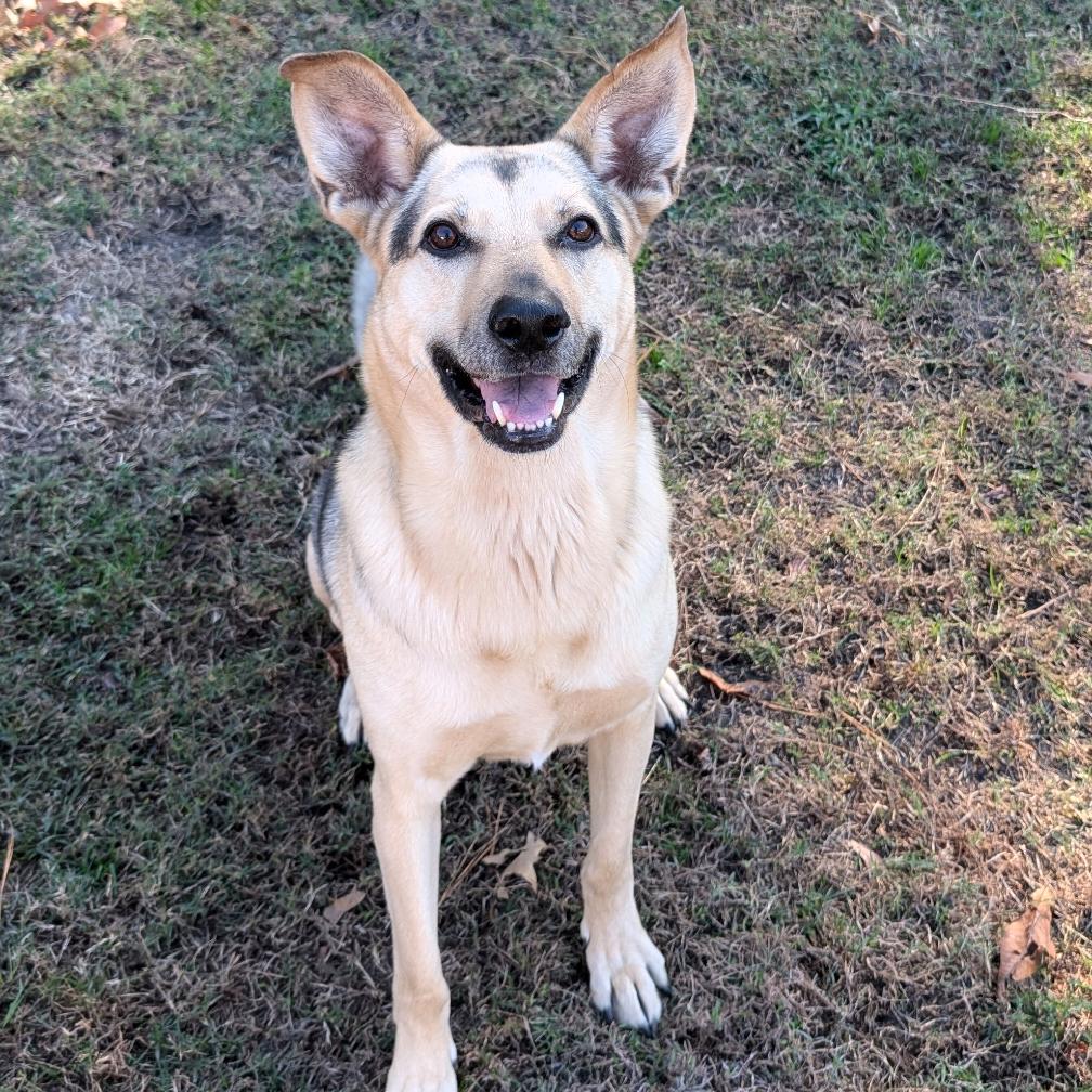 Enlarge BB, a Adoptable Shepherd in Blairsville, GA image 1/3