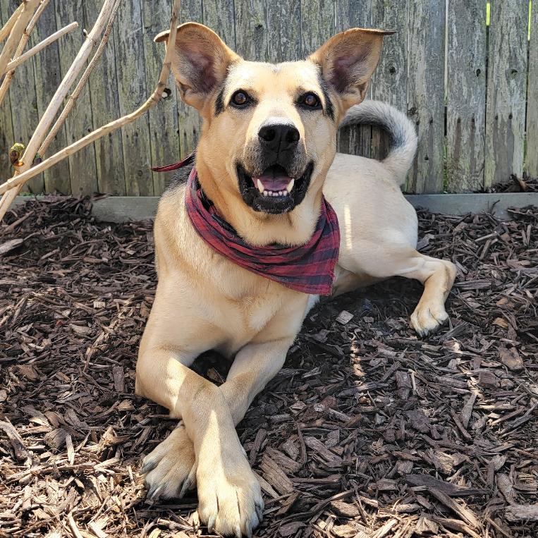 Enlarge BB, a Adoptable Shepherd in Blairsville, GA image 2/3