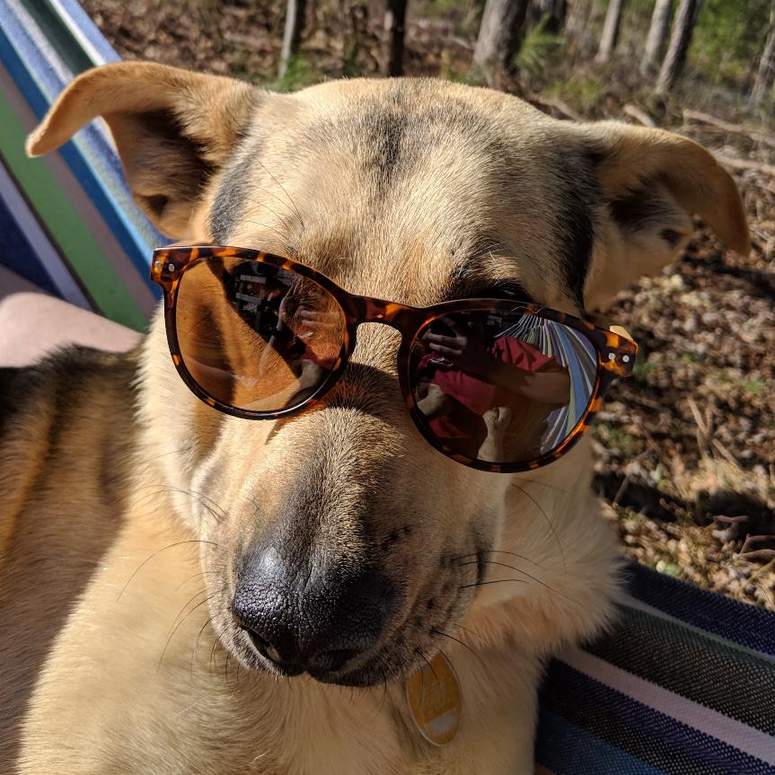 Enlarge BB, a Adoptable Shepherd in Blairsville, GA image 3/3