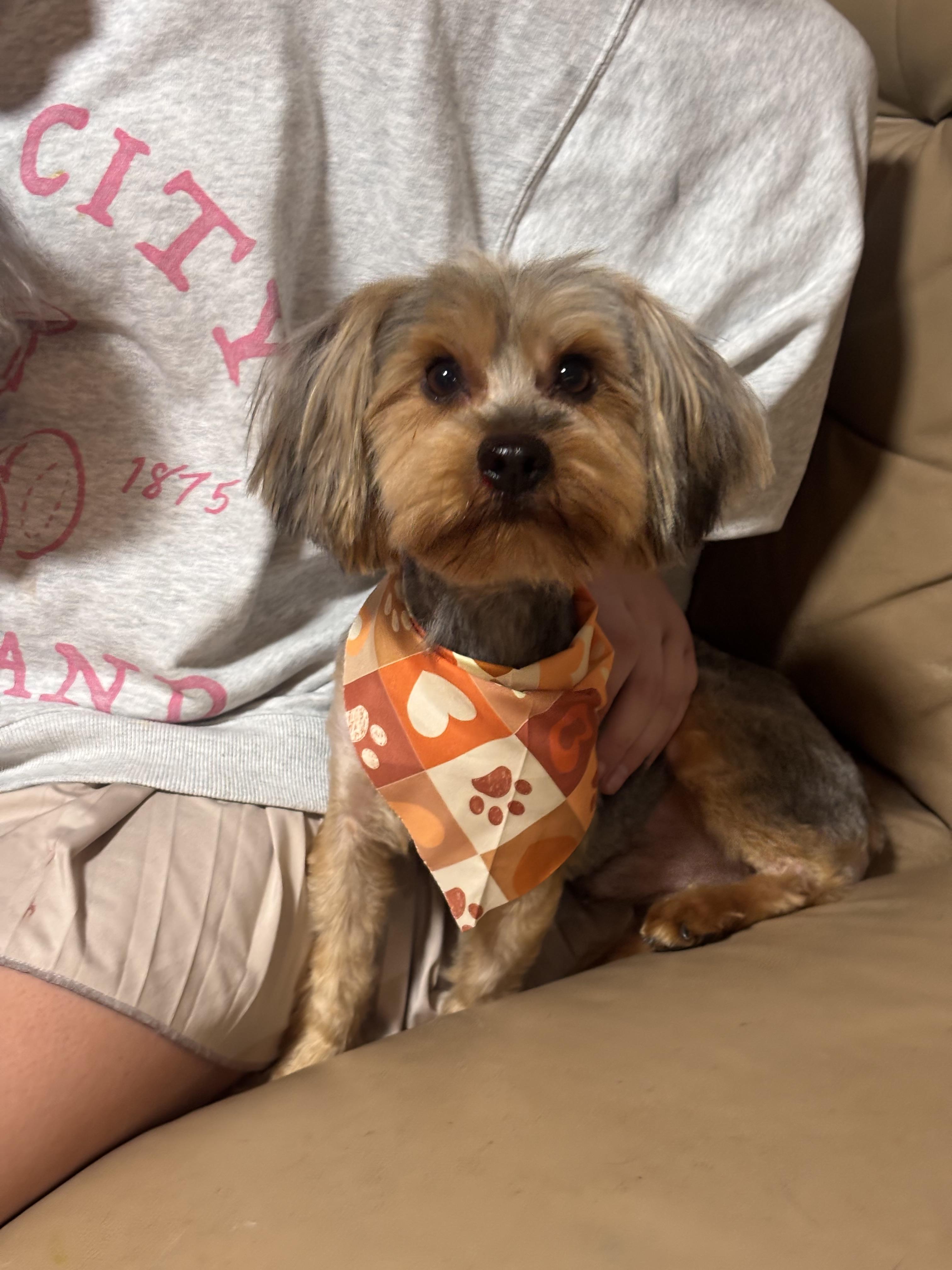 Mark, adopted, Adult Male Yorkshire Terrier.