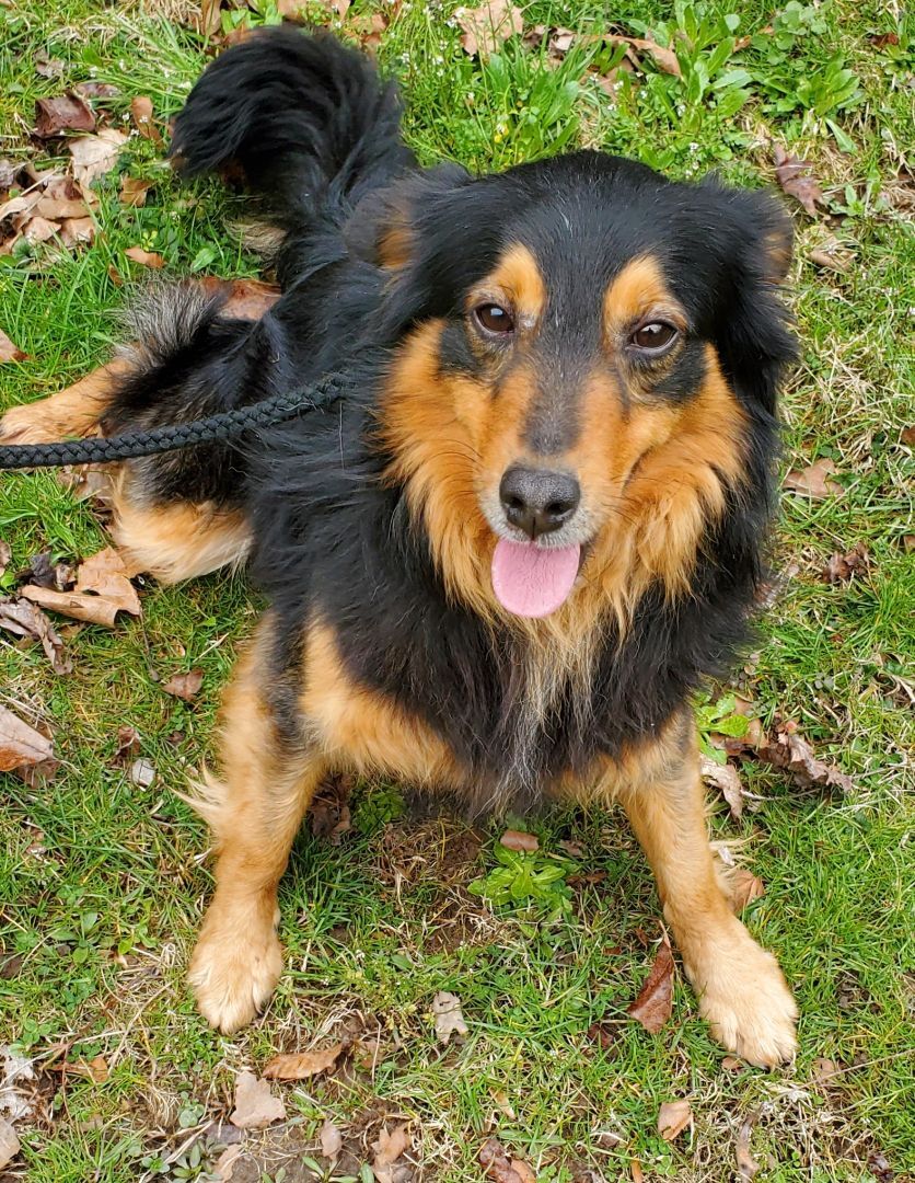 特撮 Shetland Sheepdog (Pet love) Happy First Day of Spring from Lacey Jones Shetland Sheepdog