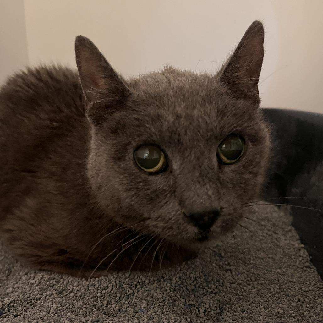 Patti, Adoptable, Senior Female Domestic Short Hair.