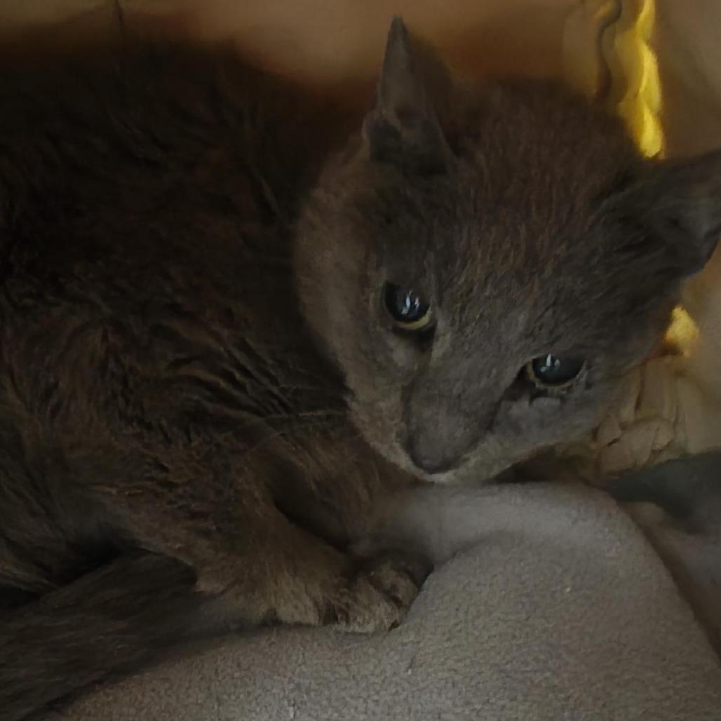 Enlarge Patti, a Adoptable Domestic Short Hair in Bentonville, AR image 2/3