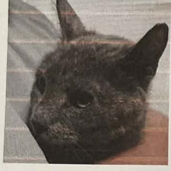 Enlarge Patti, a Adoptable Domestic Short Hair in Bentonville, AR image 3/3