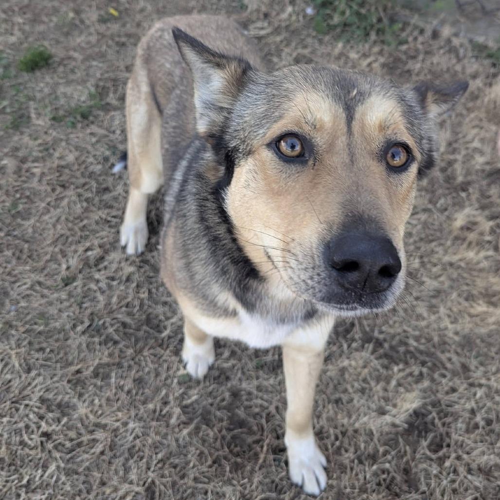 BROWNIE  Available NOW - ADOPTION or RESCUE!, Adoptable, Young Female Shepherd & Mixed Breed.