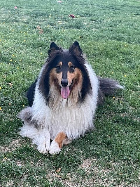 Kazuki, Adoptable, Adult Male Collie.