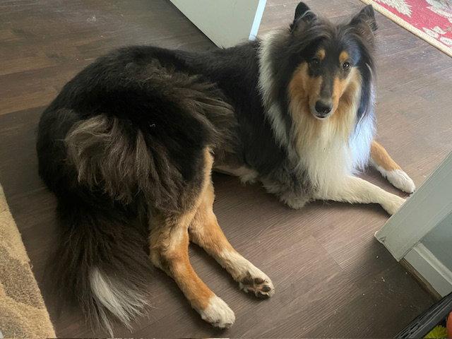 Kazuki, a Adoptable Collie in Chantilly, VA image 2/3