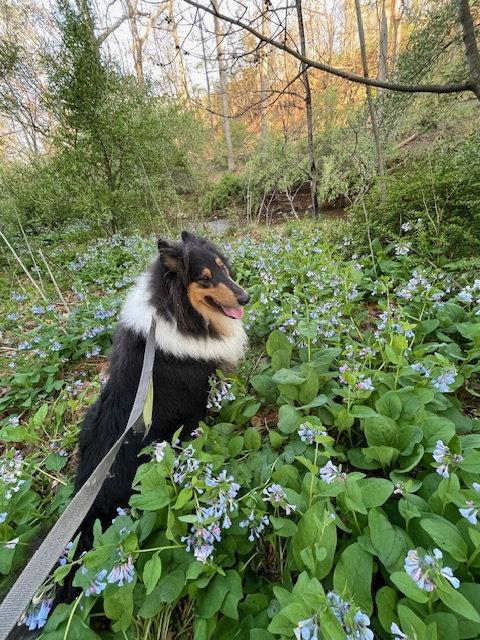 Kazuki, a Adoptable Collie in Chantilly, VA image 3/3