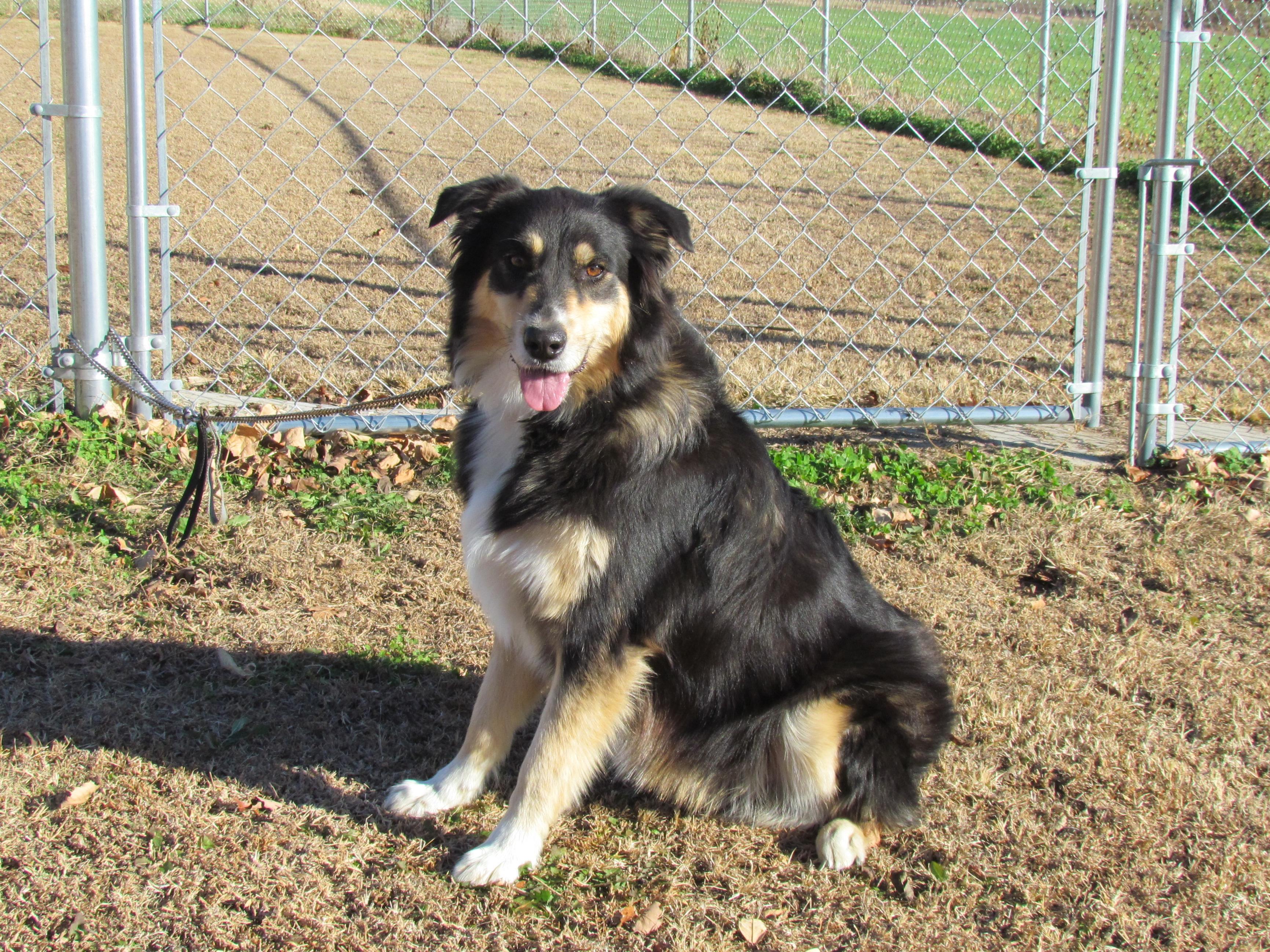 SYDNEY, ADOPTABLE, Adult Female Australian Shepherd.