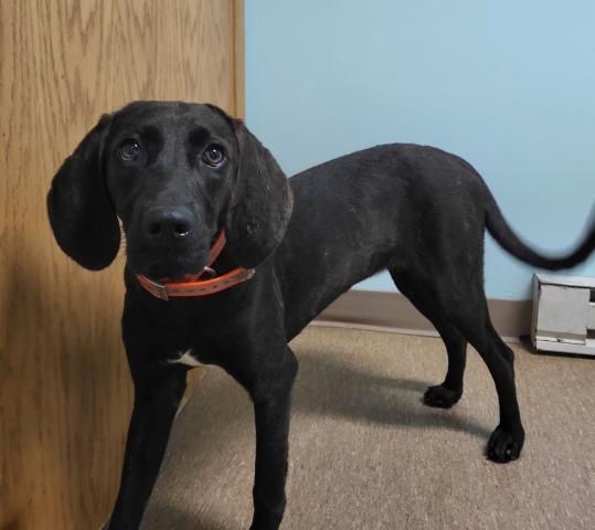 Enlarge Amber, a Adoptable Plott Hound in Genoa, IL image 2/2