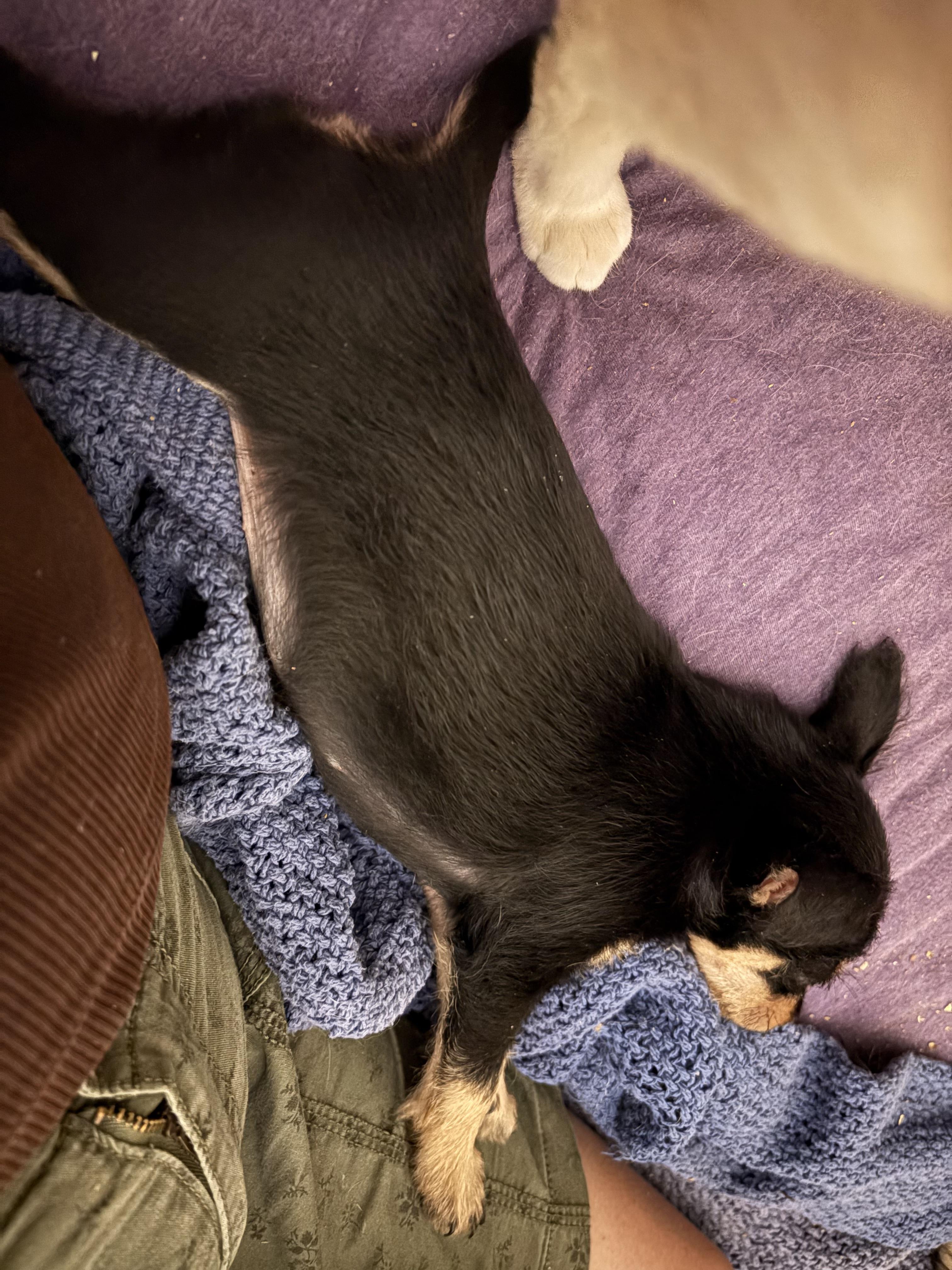 Enlarge Cinnabun, an adopted mixed breed in Whittier, CA image 2/4
