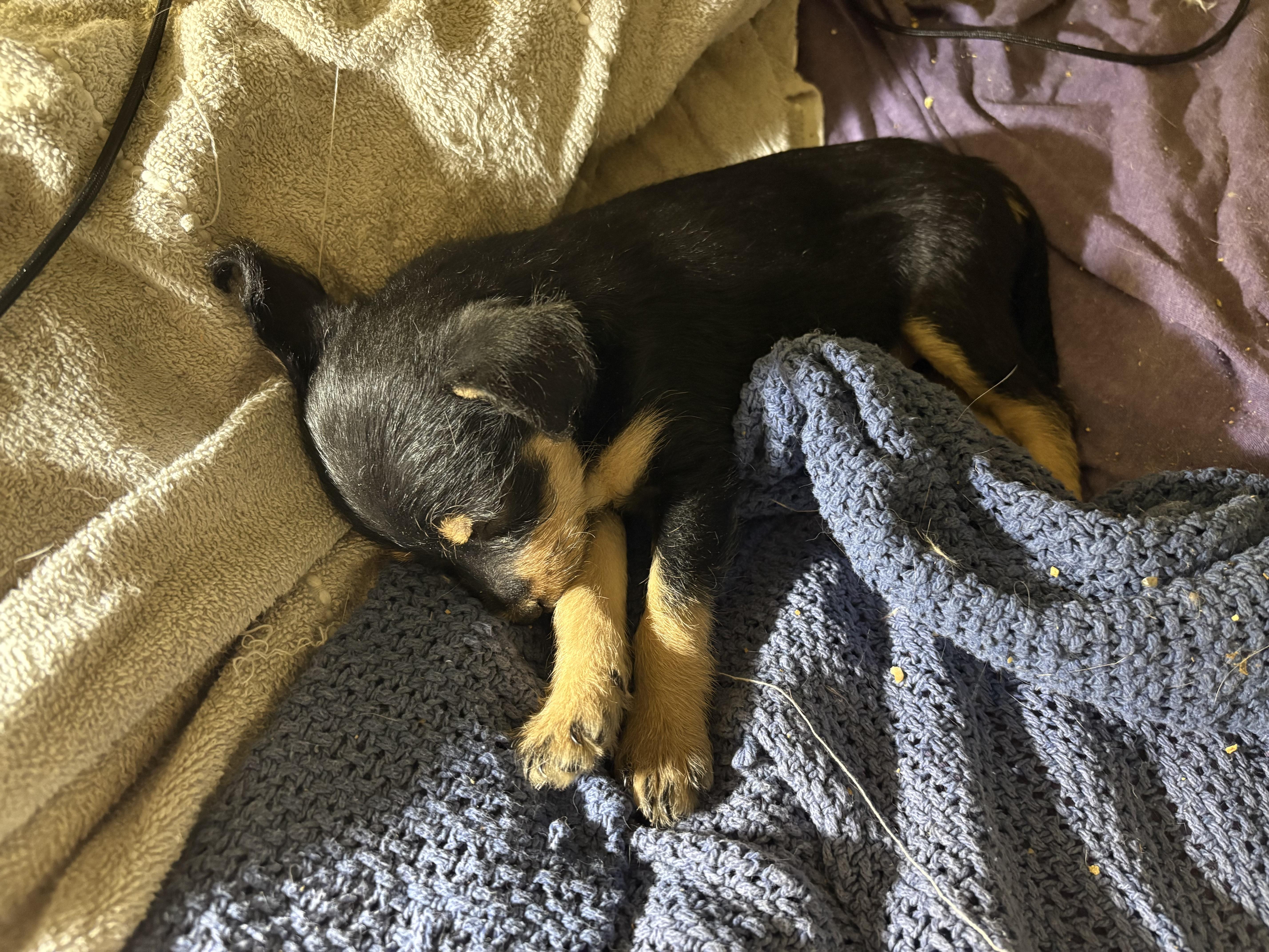 Cinnabun, adopted, Puppy Female Terrier & Chihuahua.