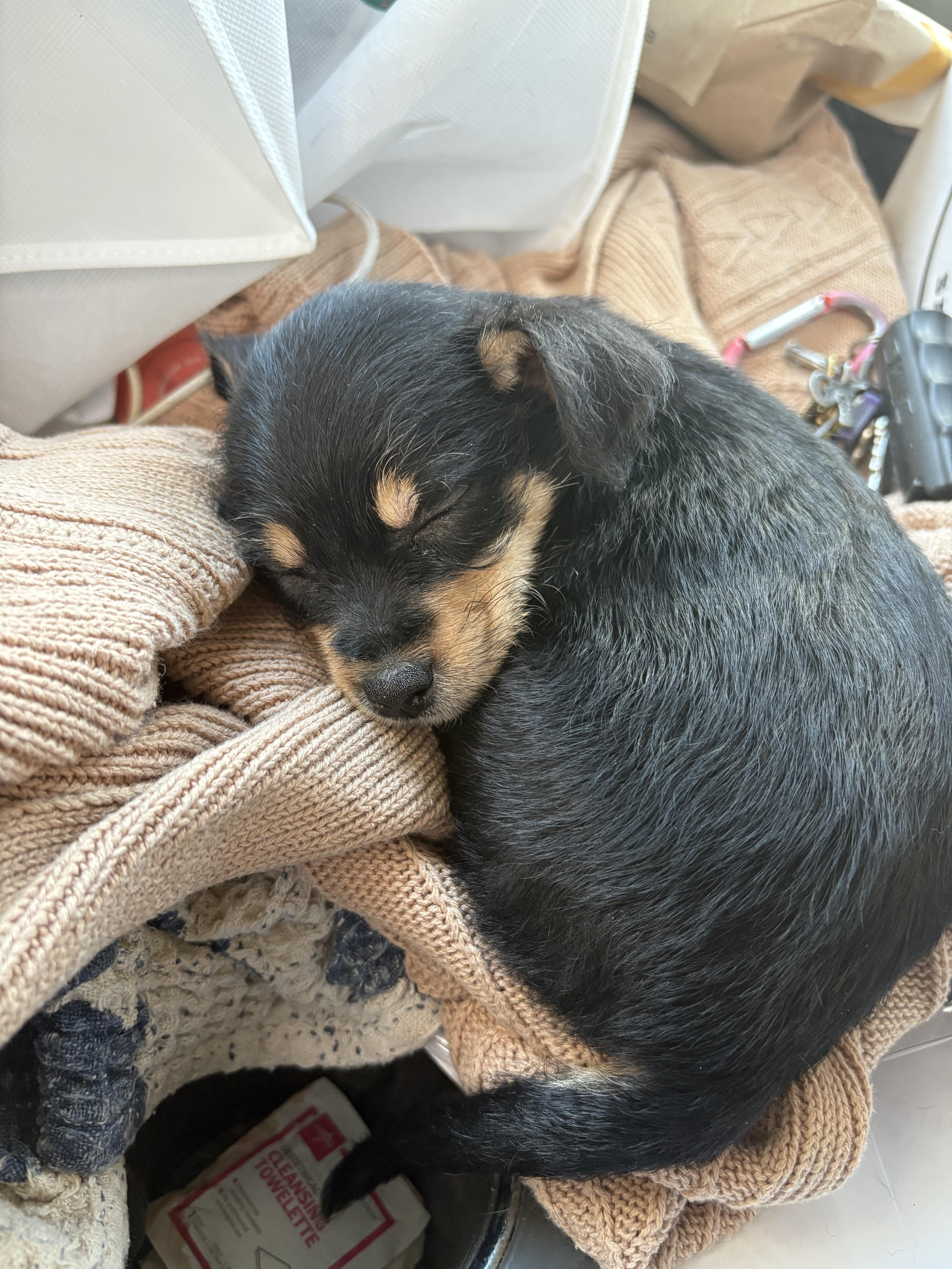 Enlarge Cinnabun, an adopted mixed breed in Whittier, CA image 3/4
