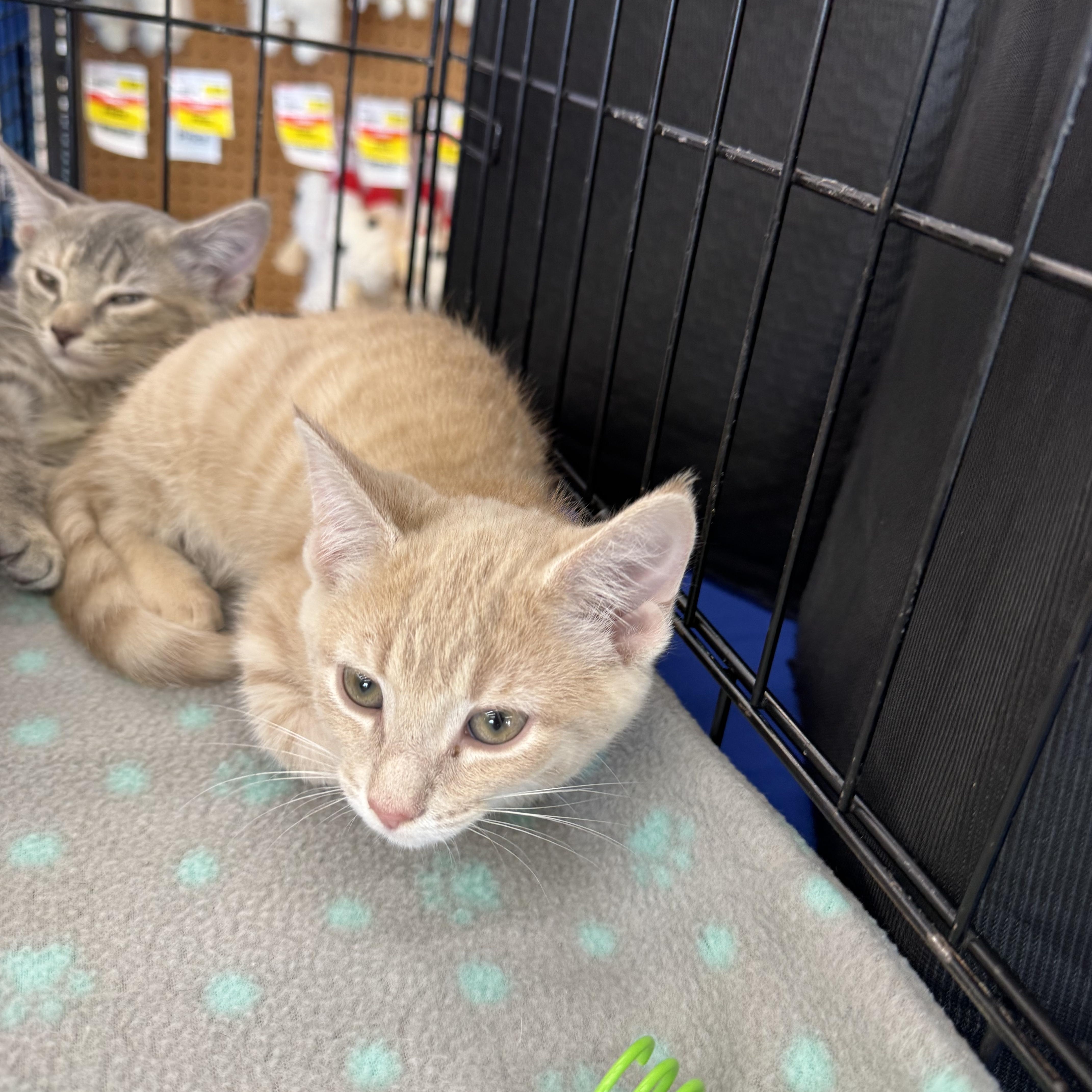Scott, ADOPTABLE, Kitten Male Domestic Short Hair.