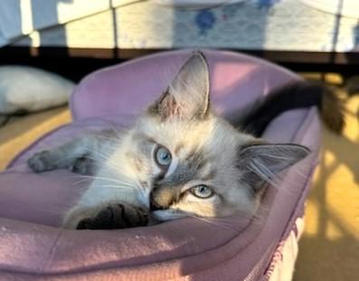 Pinto & Garbanzo thumbnail 2