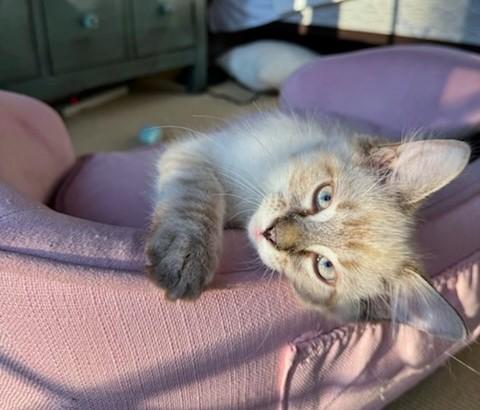 Pinto & Garbanzo thumbnail 6