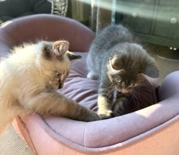 Pinto & Garbanzo thumbnail 4