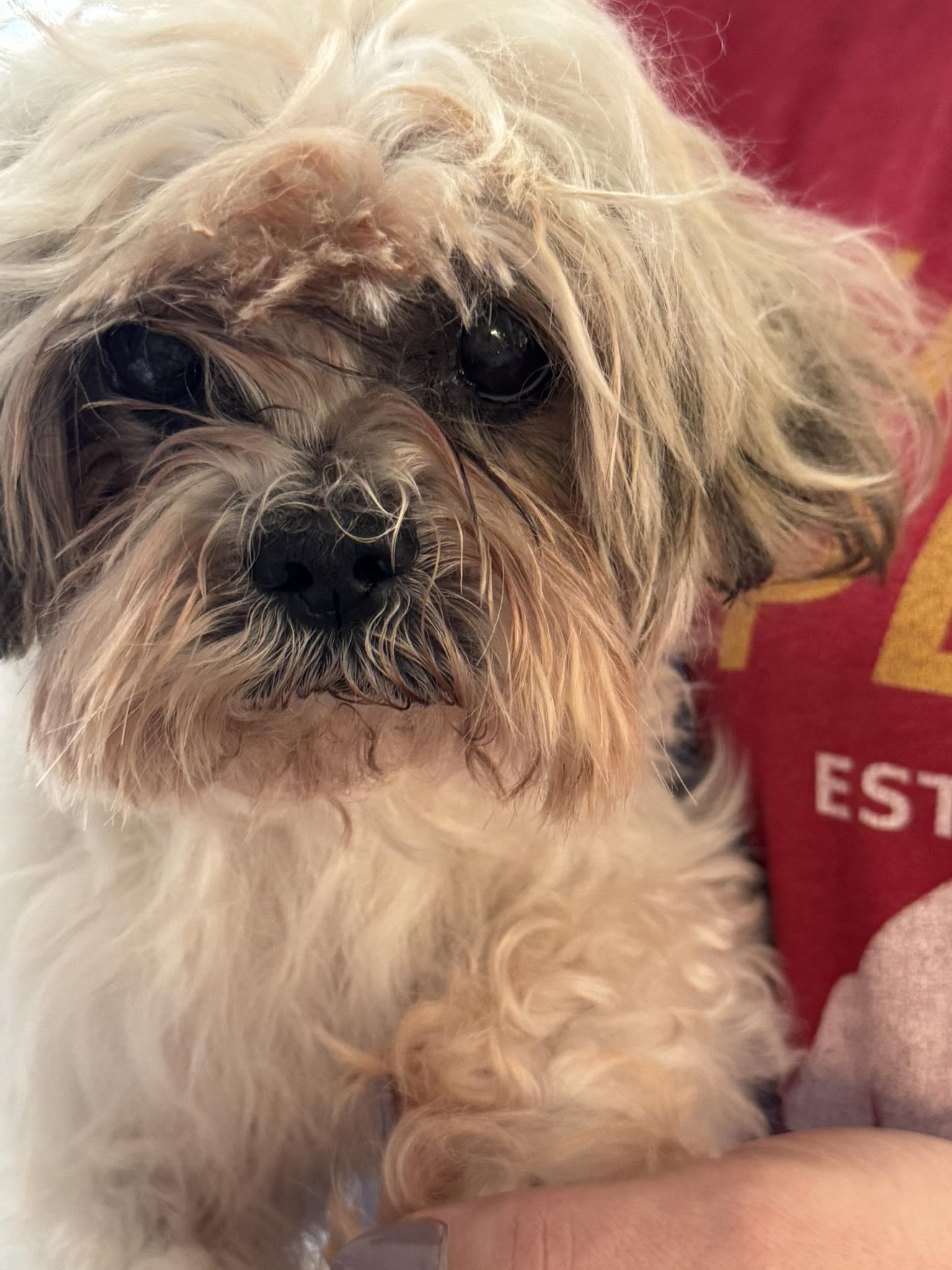 Enlarge Chirpa, a ADOPTABLE Shih Tzu in Independence, MO image 2/5