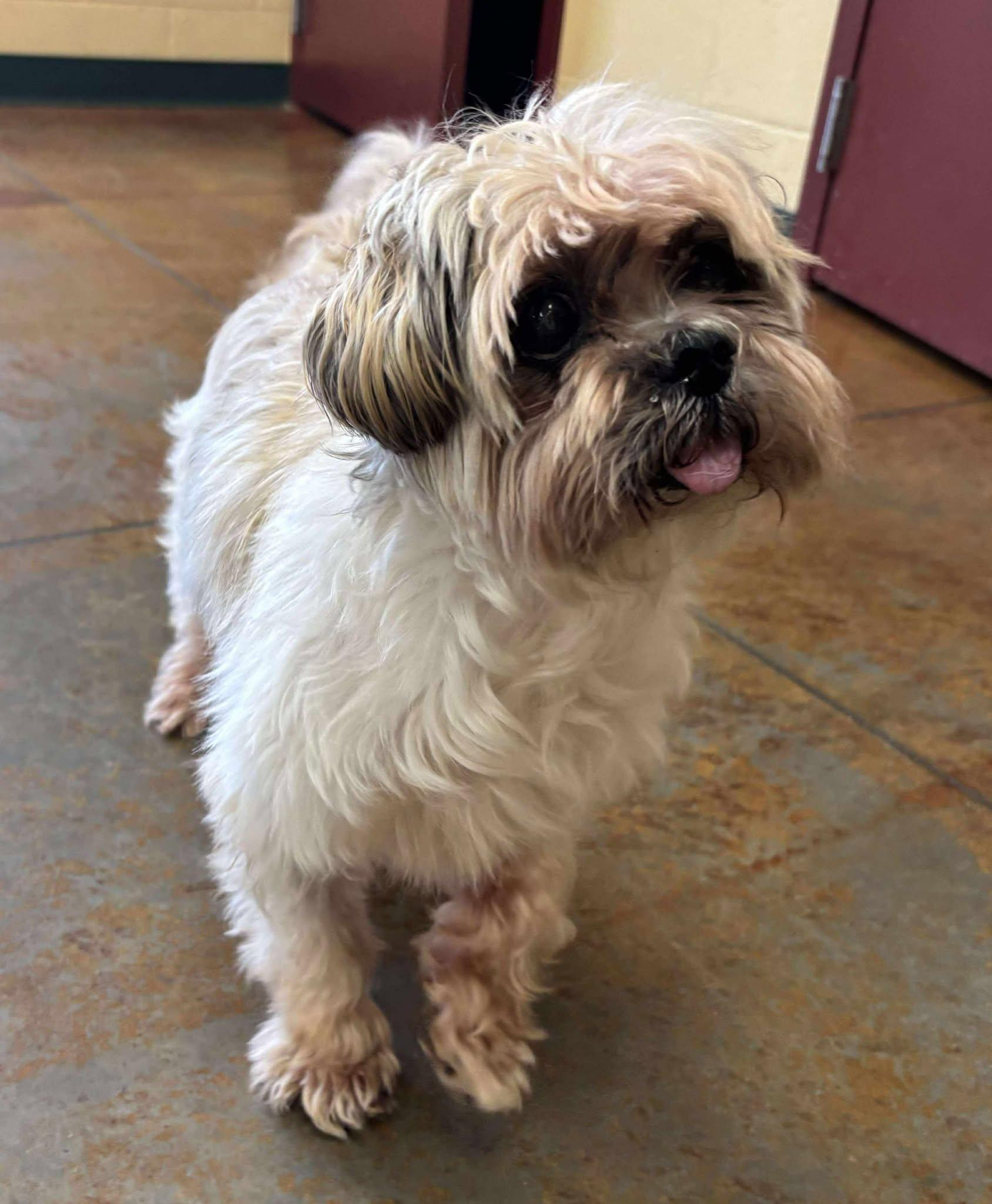 Enlarge Chirpa, a ADOPTABLE Shih Tzu in Independence, MO image 4/5