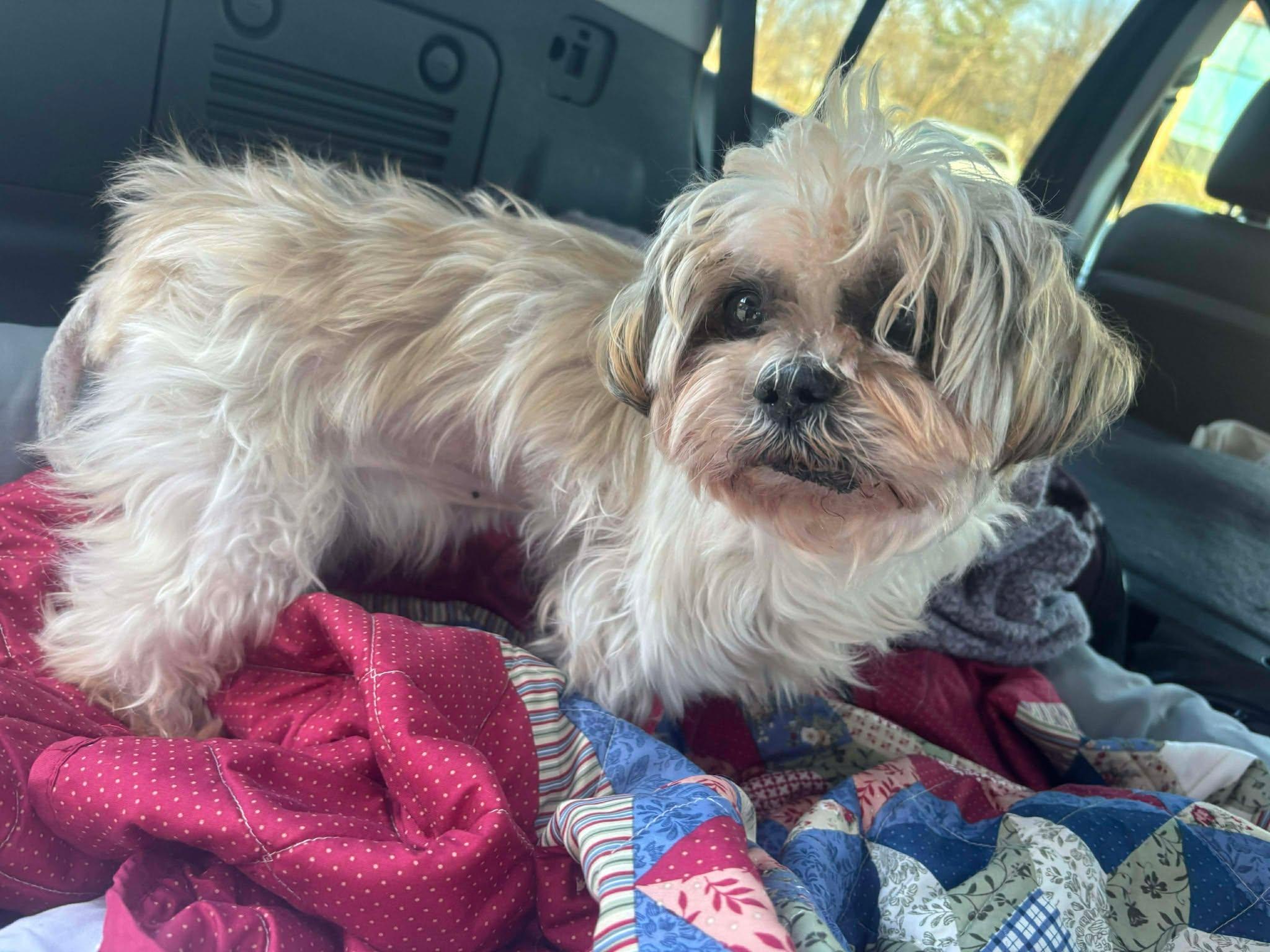 Enlarge Chirpa, a ADOPTABLE Shih Tzu in Independence, MO image 1/5