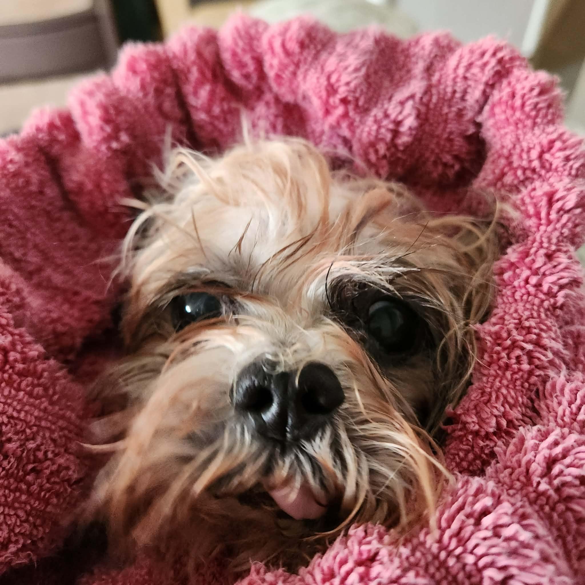 Enlarge Chirpa, a ADOPTABLE Shih Tzu in Independence, MO image 3/5