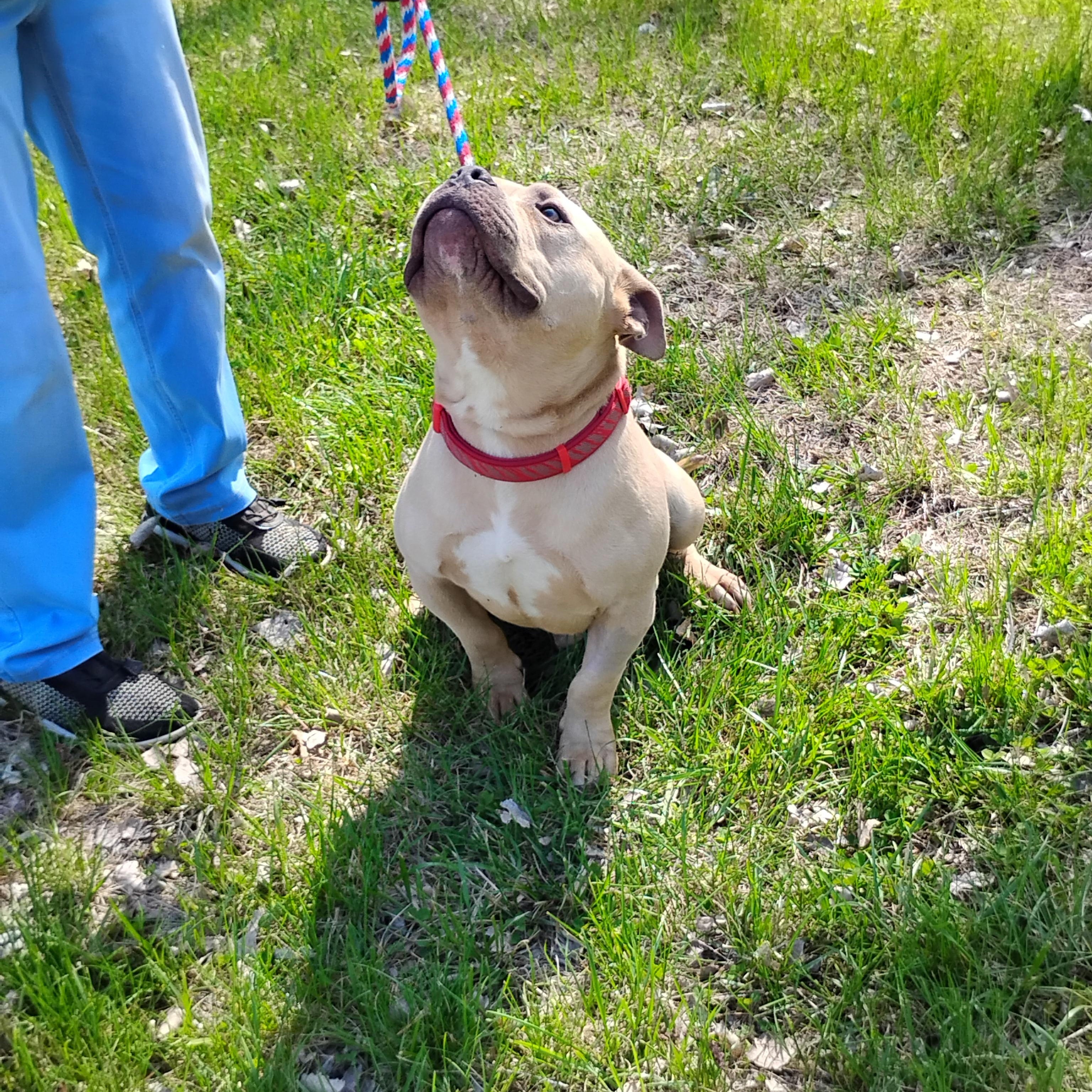 Enlarge Benny, a ADOPTABLE mixed breed in Omaha, NE image 5/5