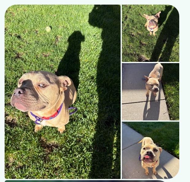 Benny, ADOPTABLE, Adult Male French Bulldog & Miniature Bull Terrier.