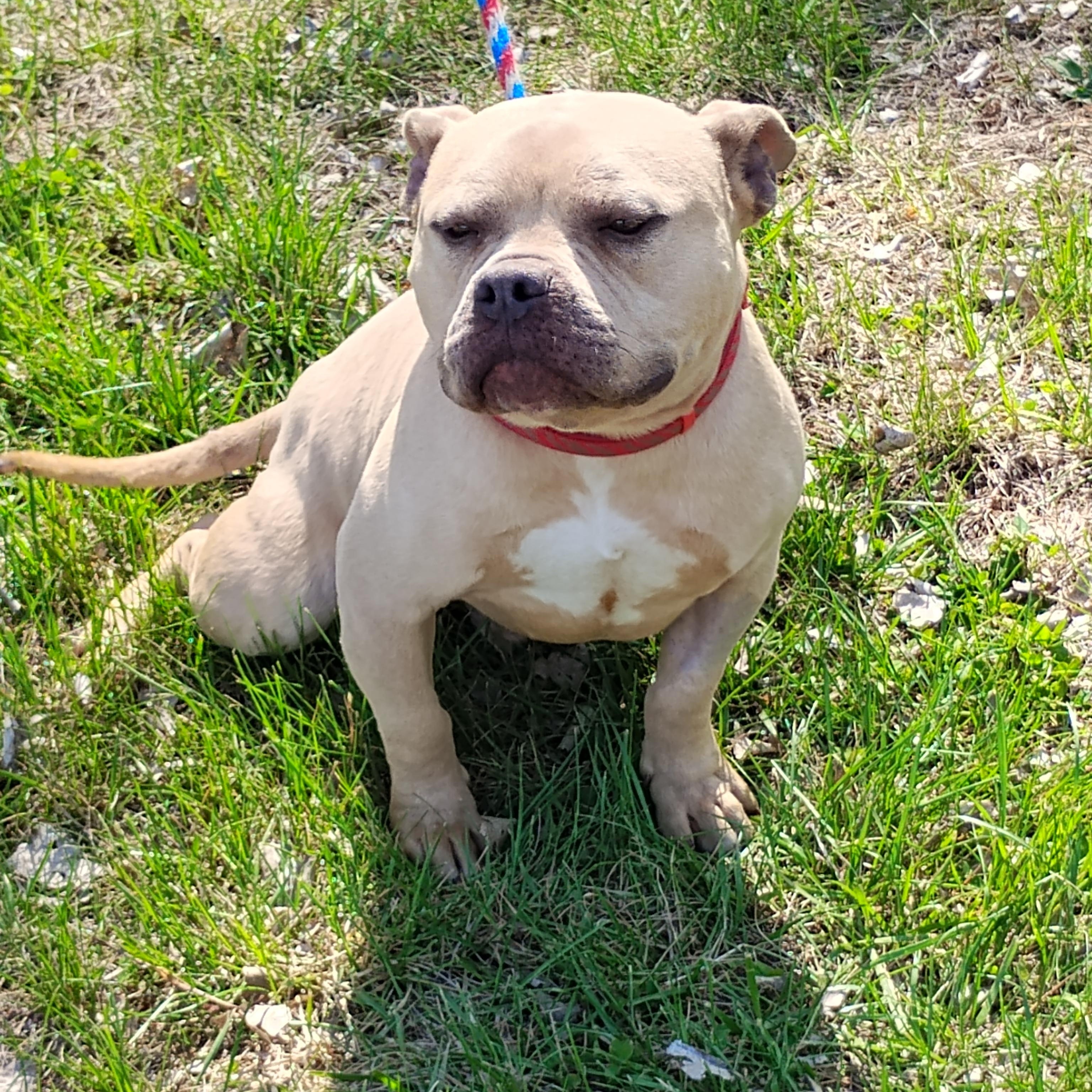 Enlarge Benny, a ADOPTABLE mixed breed in Omaha, NE image 2/5